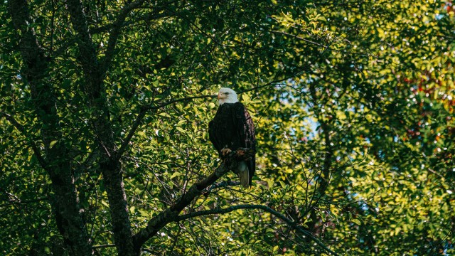 Alaska Raptor Center